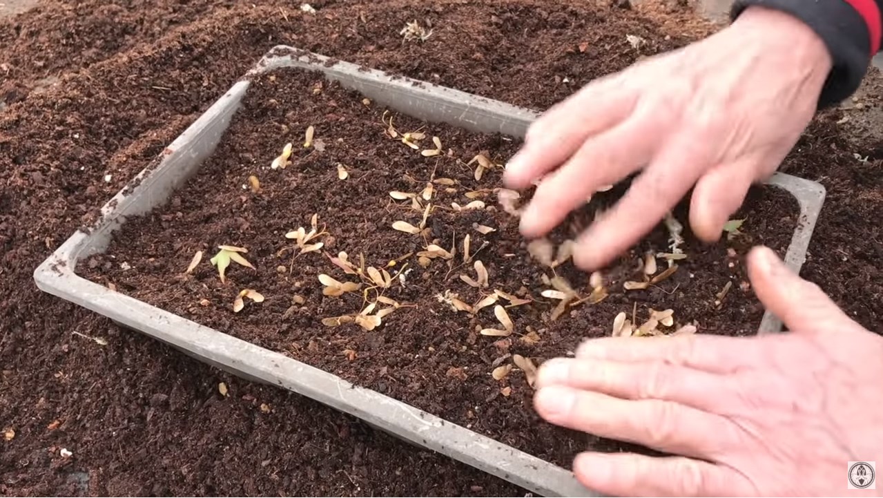 sowing maple seeds for bonsai