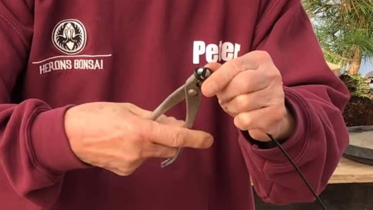 Peter bending bonsai wire using jin pliers