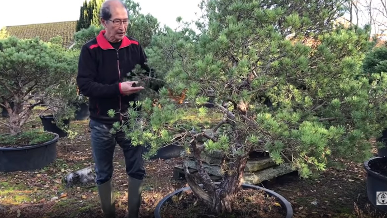 creating beuvronensis bonsai