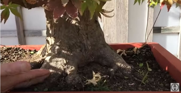 mature maple bonsai trunk