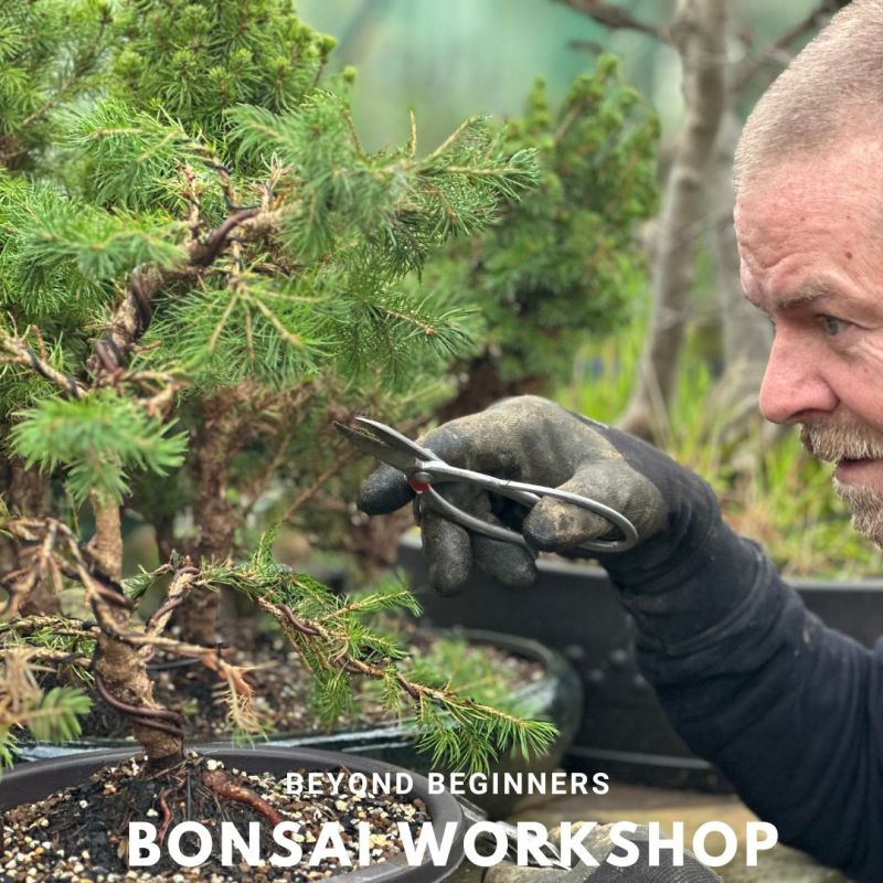 Beyond beginners Bonsai Workshop