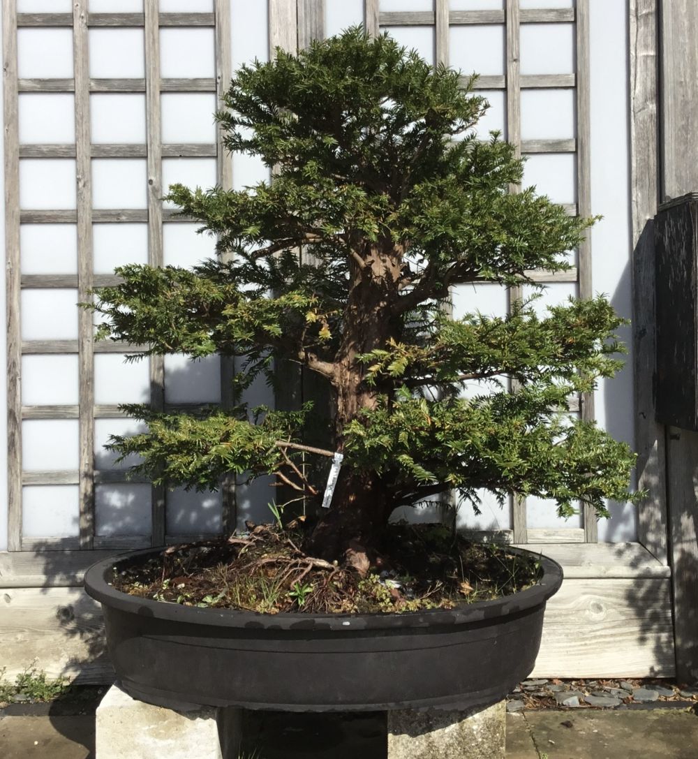 Outdoor Yew Specimen Bonsai Tree | COLLECTION ONLY