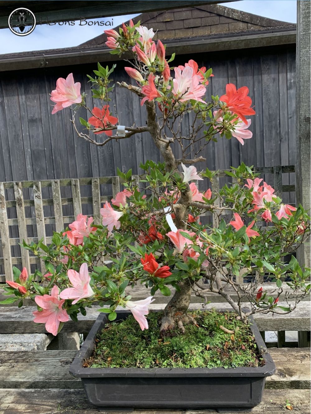 Satsuki Azalea (two types of red) | COLLECTION ONLY