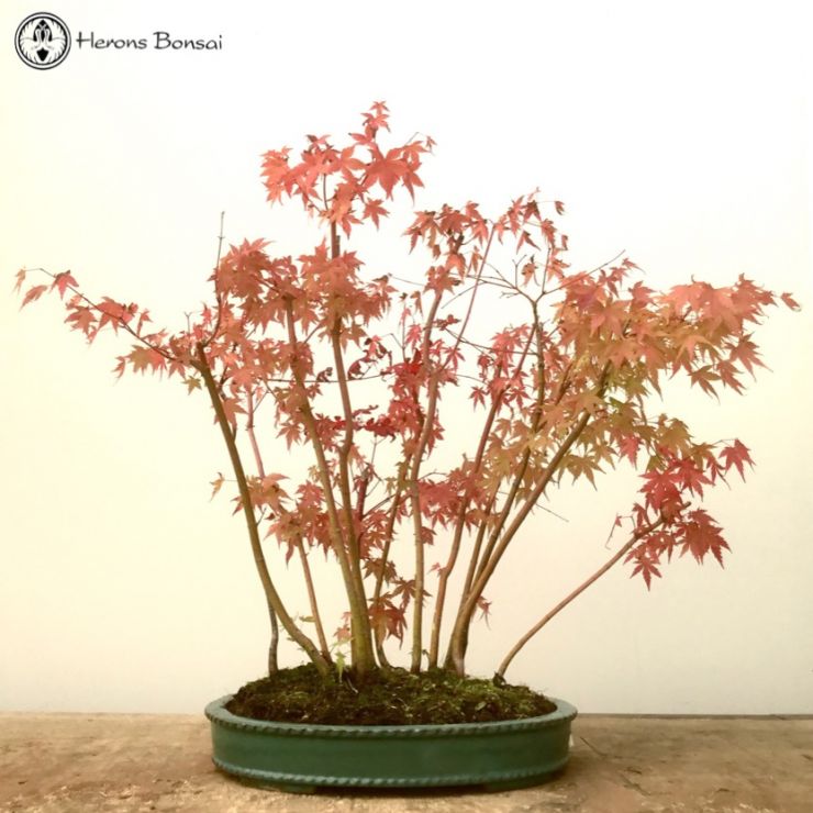 Japanese Maple| 13 Tree Forest | COLLECTION ONLY
