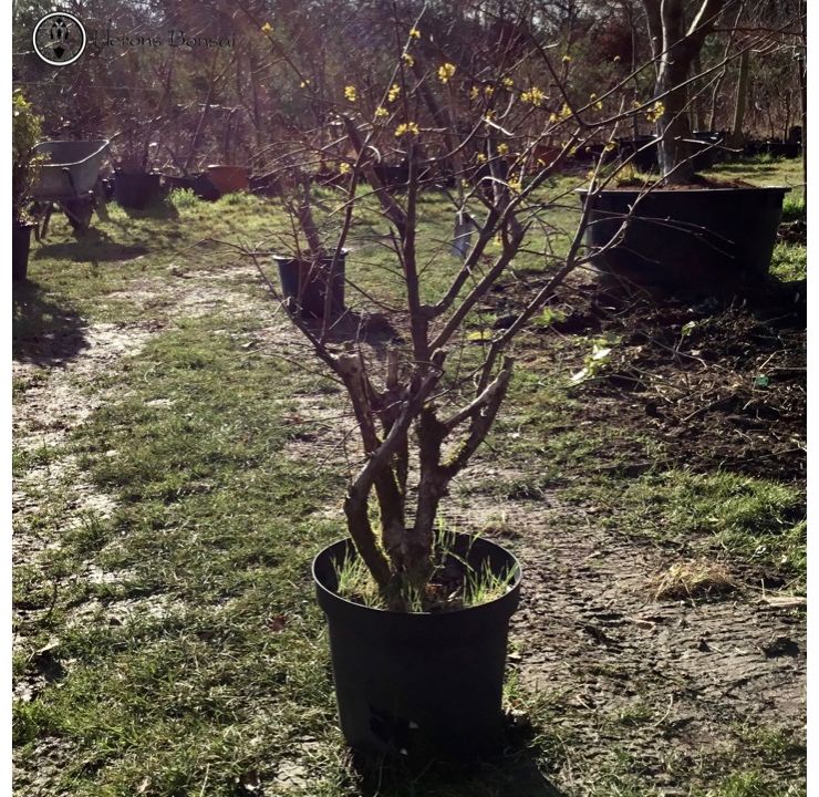 Cornus Mas, Cornelian Cherry | Bare Root Material