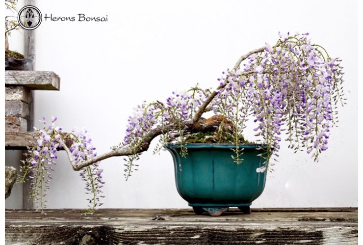 14 Japanese Wisteria Bonsai Tree