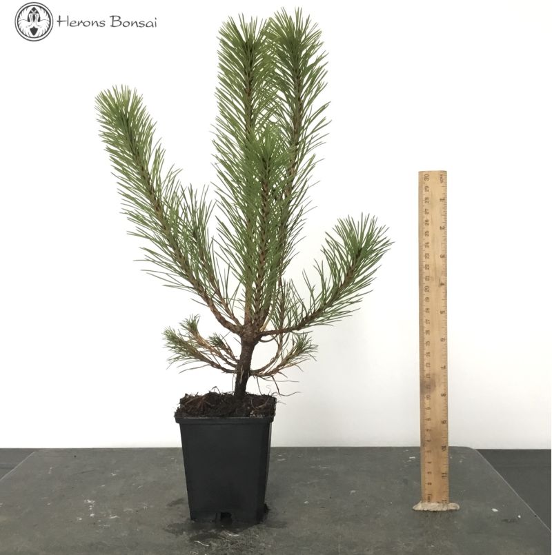 Black Pine Starter Tree Material 