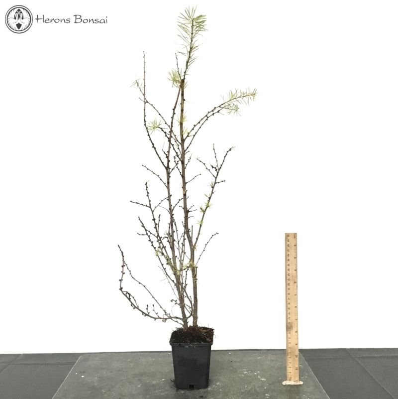 Outdoor Larch | Individual Starter Tree 