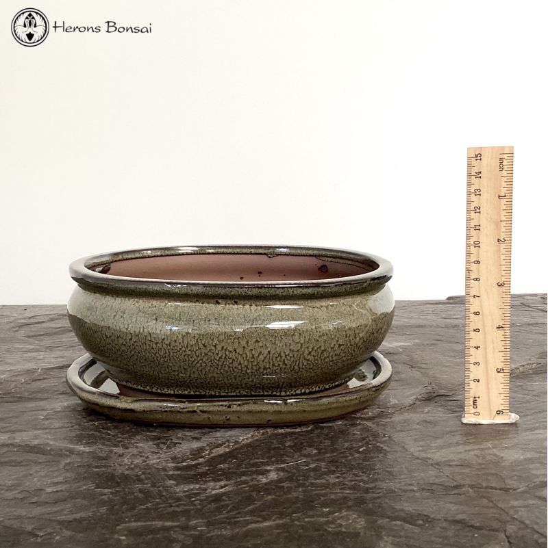 Olive Oval Bonsai Pot & Drip tray (20cm)