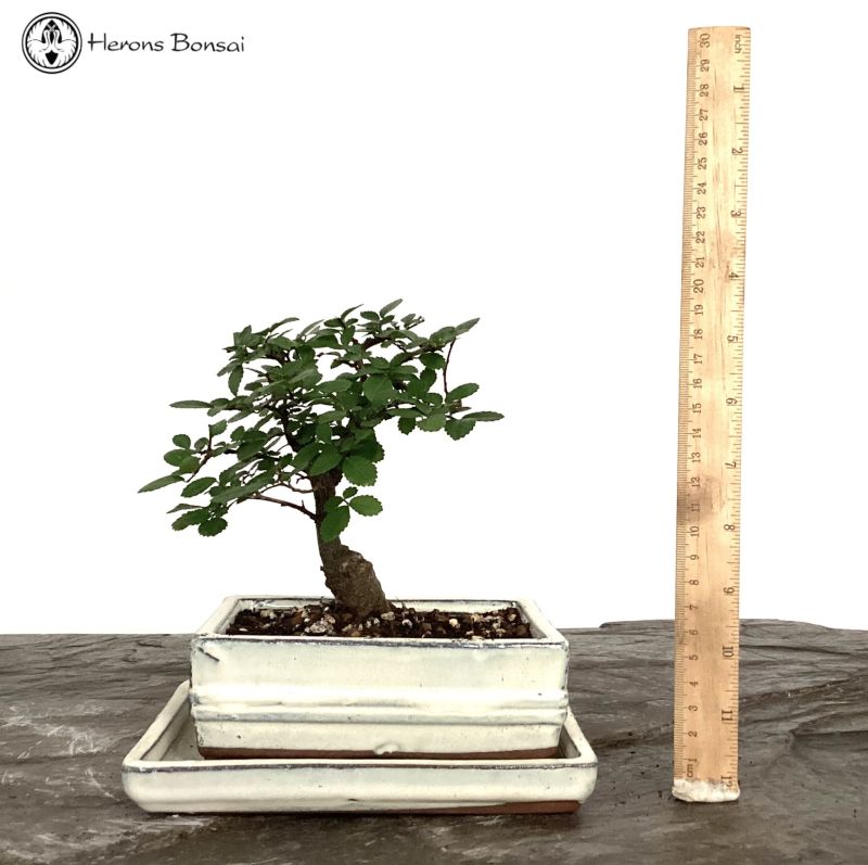 Indoor/Outdoor Ulmus Parvifolia 'Chinese Elm' Bonsai Tree in ceramic pot