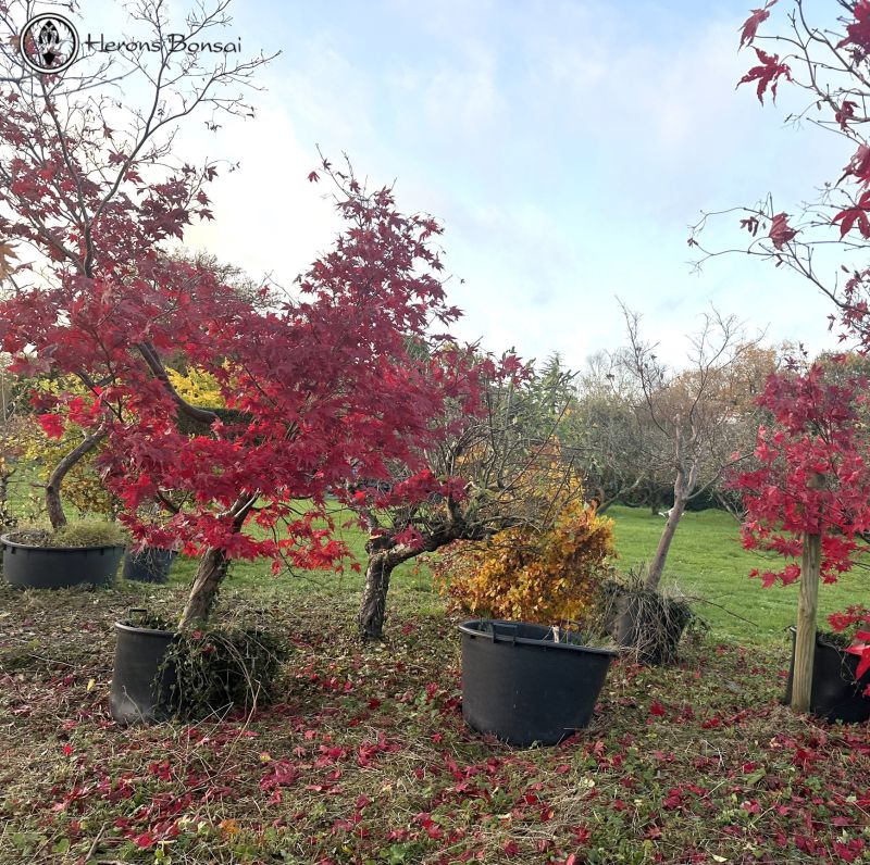 Large Acers ' Maples' of which there are hundreds on the Nursery