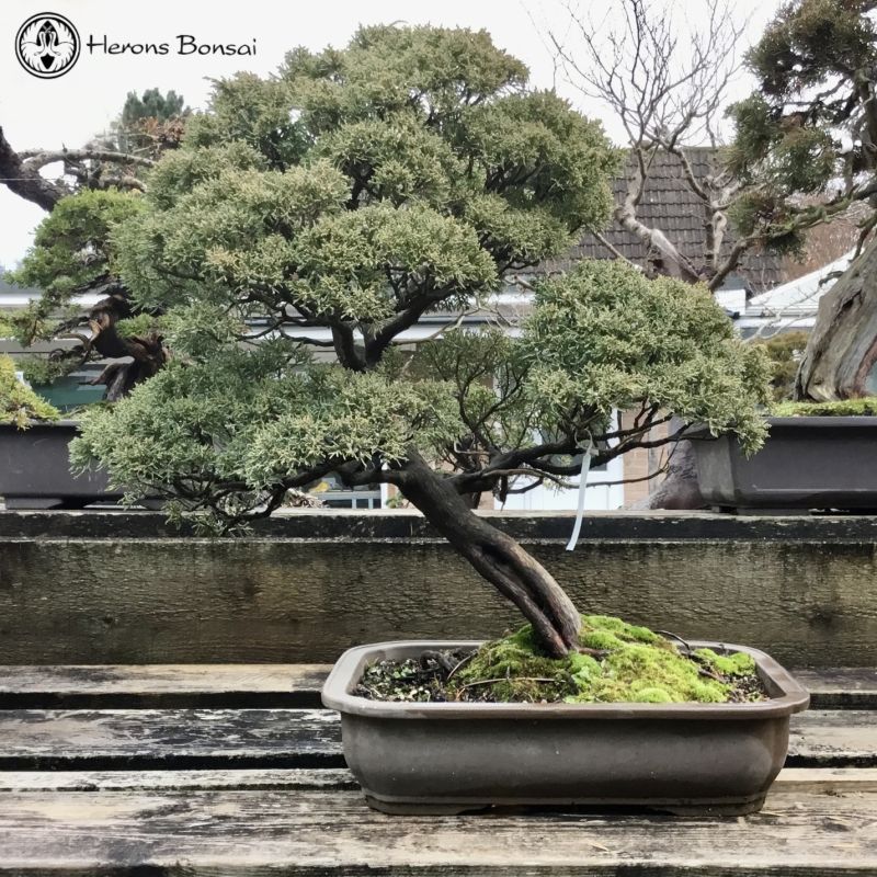 Chinese Juniper Bonsai Tree | COLLECT FROM HERONS