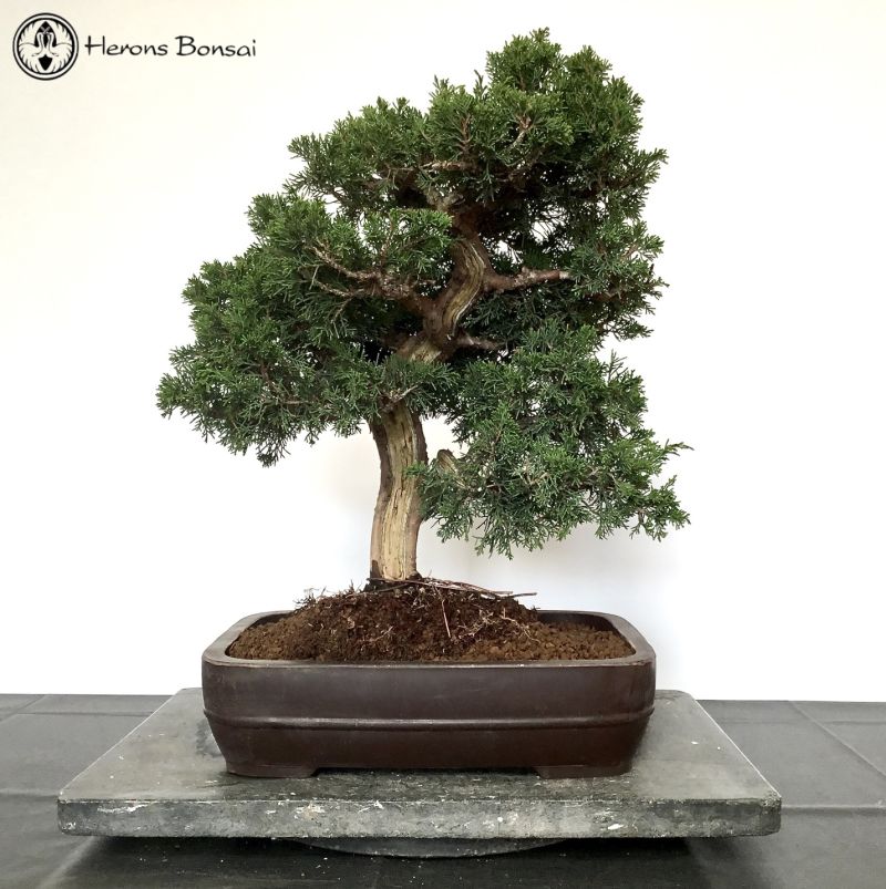 Outdoor Chinese Juniper Itoigawa Bonsai Tree | COLLECT FROM HERONS