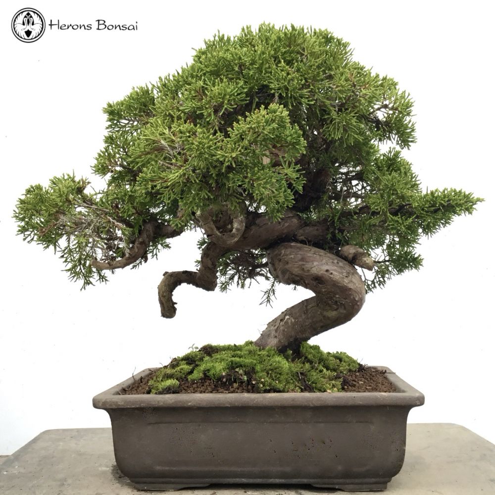 chinese juniper - itiogawa 