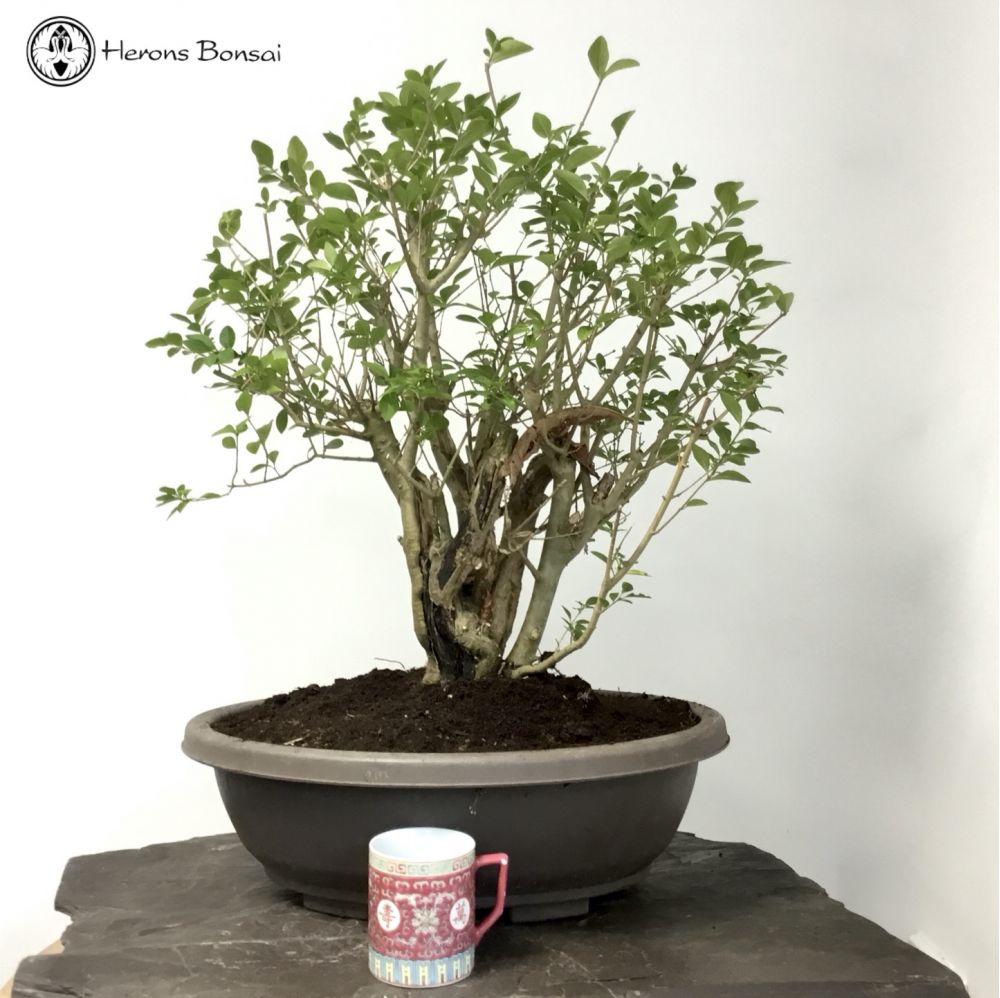 Large Chinese Privet | COLLECTION ONLY