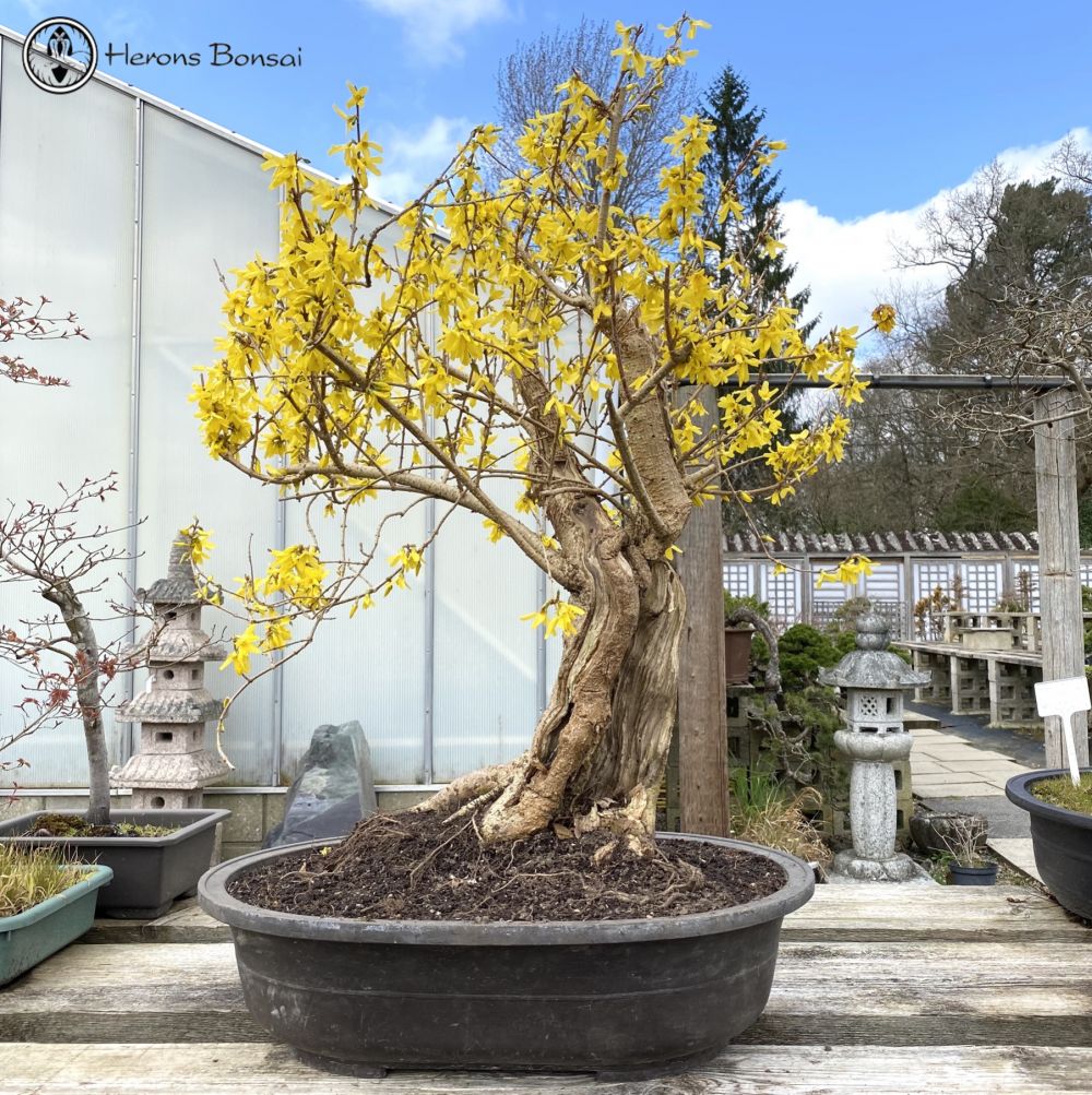 Forsythia Bonsai Tree from Herons Bonsai Nursery UK