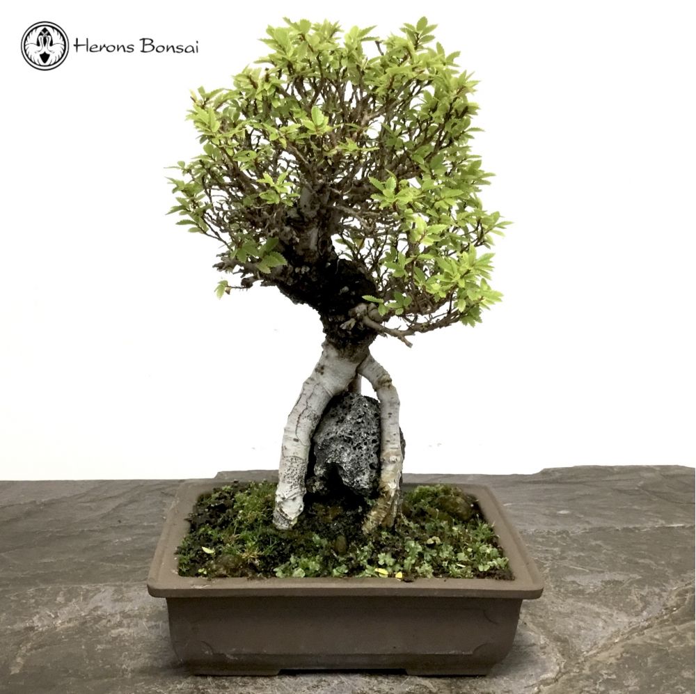 Zelkova Bonsai Tree | Root over Rock 