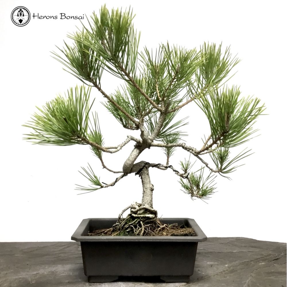 Pinus thunbergii | Japanese Black Pine