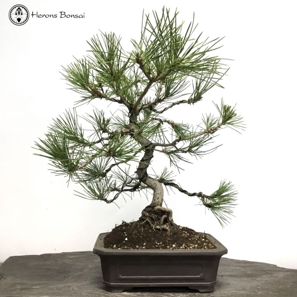 Pinus thunbergii | Japanese Black Pine 