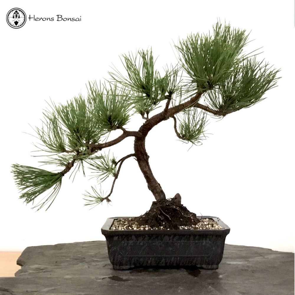 Outdoor Pinus thunbergii | Black Pine Bonsai Tree