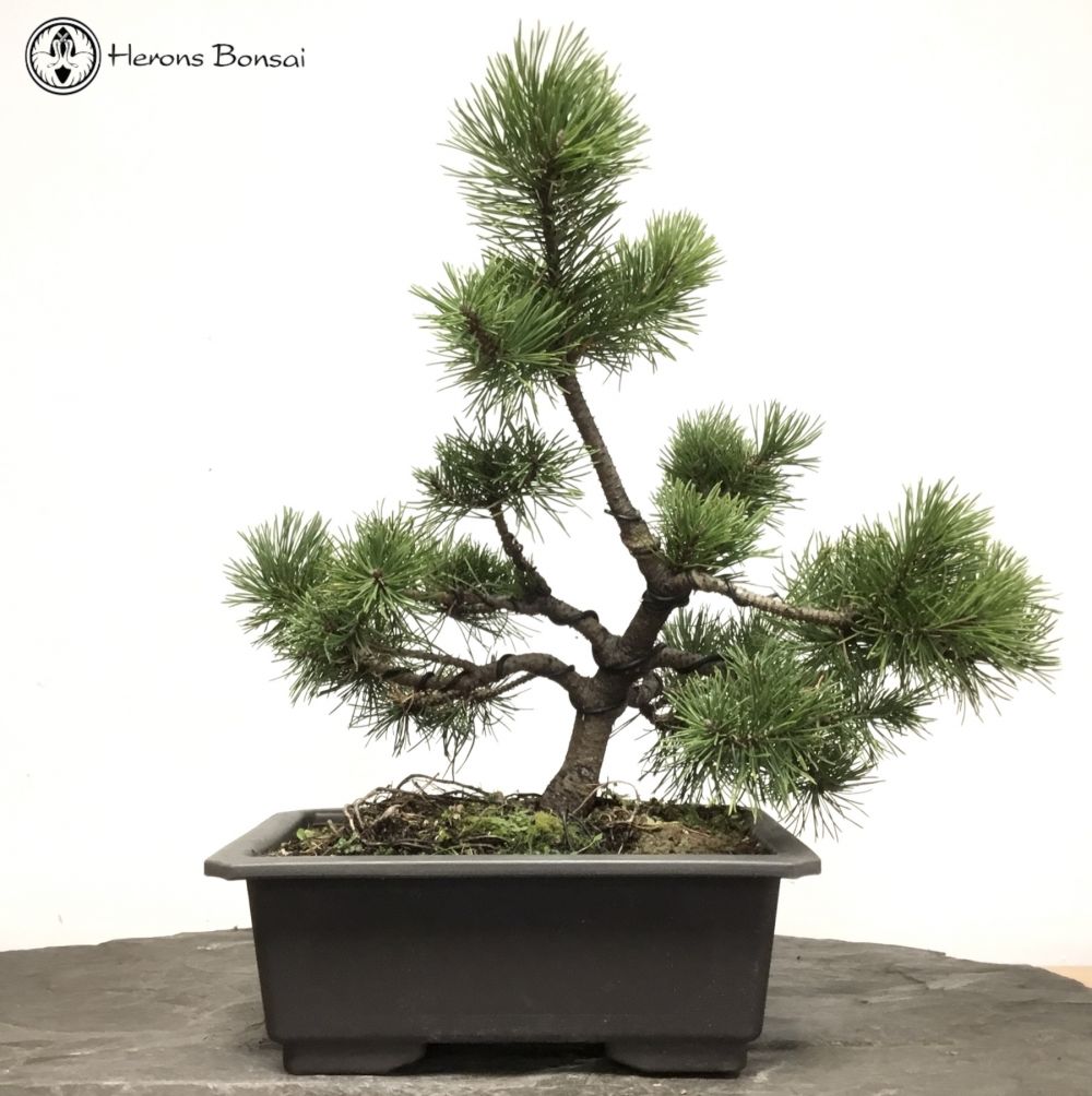 Mugo Pine Bonsai 