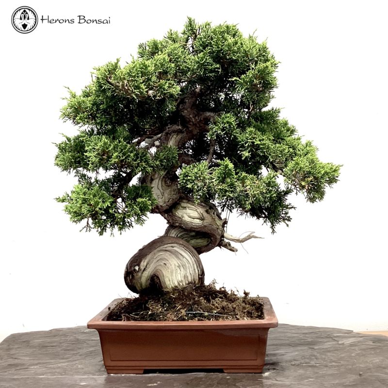 Outdoor Chinese Juniper Bonsai Tree | COLLECTION ONLY