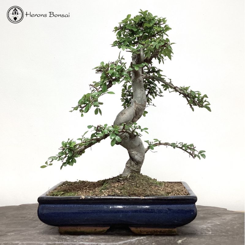 Indoor/ Outdoor Ulmus parvifolia Chinese Elm