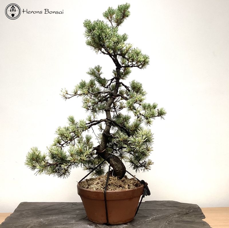Japanese White Pine Bonsai | COLLECTION ONLY