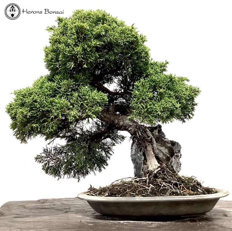 Chinese Juniper Root Over Rock Bonsai Tree | COLLECTION ONLY