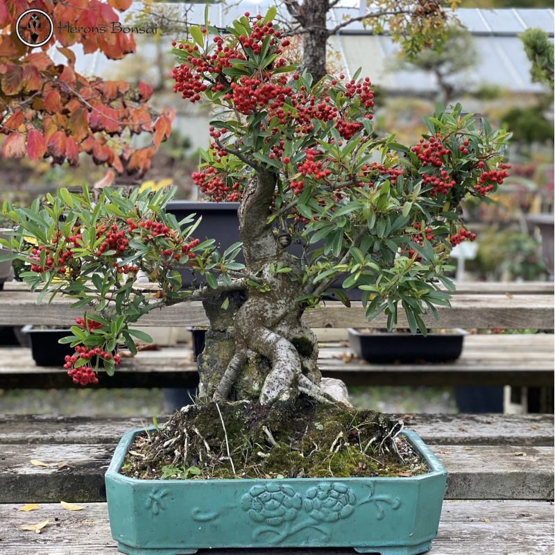 Root Over Rock Pyracantha Bonsai Tree | COLLECTION ONLY