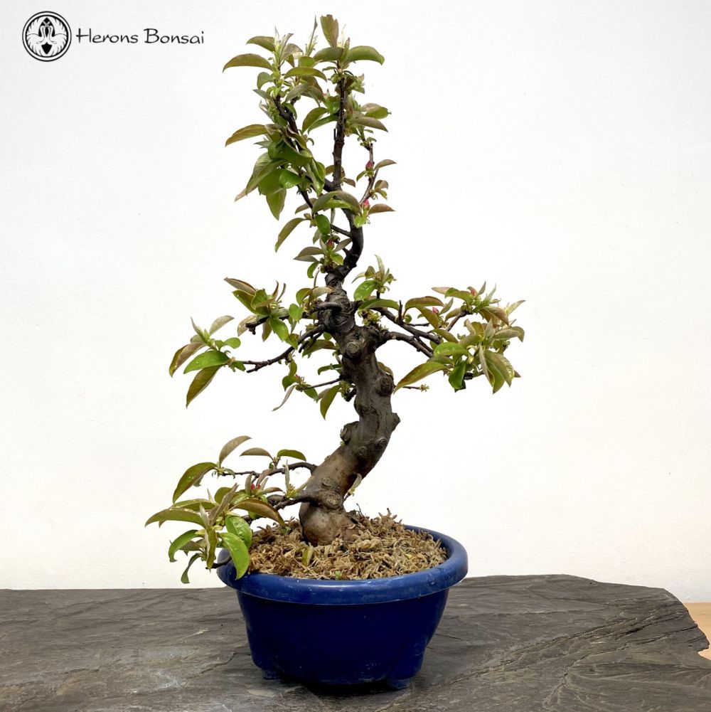 Outdoor Chinese Quince | Pseudocydonia sinensis 