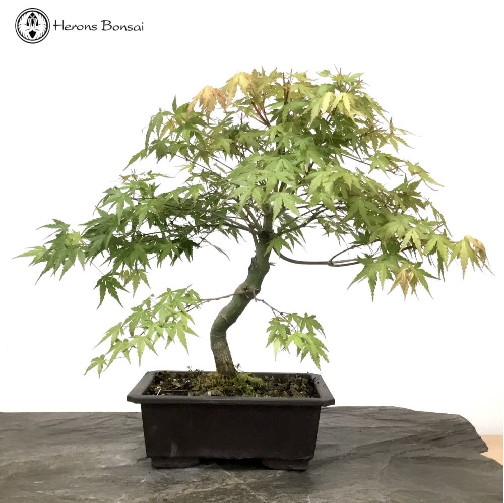 Mountain Maple Bonsai Tree 