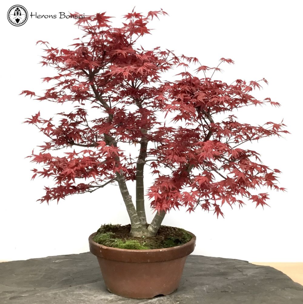 Red Deshojo Maple Triple Trunk Bonsai Tree   COLLECTION ONLY