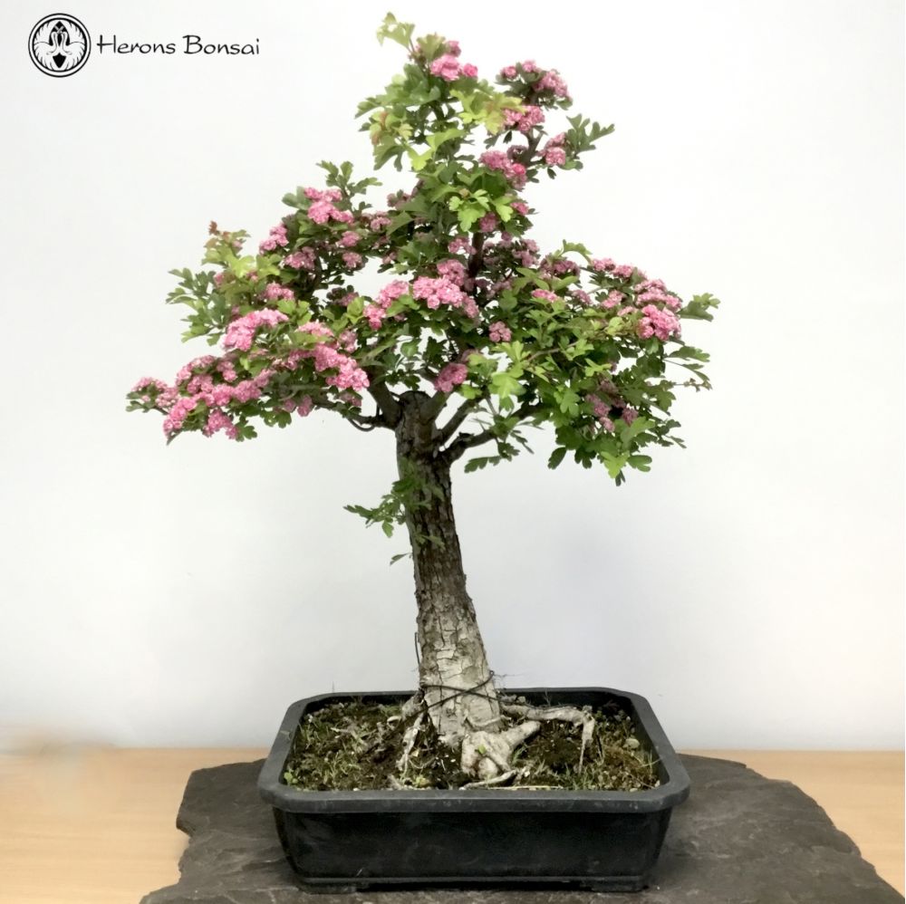 Outdoor Hawthorn Bonsai | COLLECTION ONLY