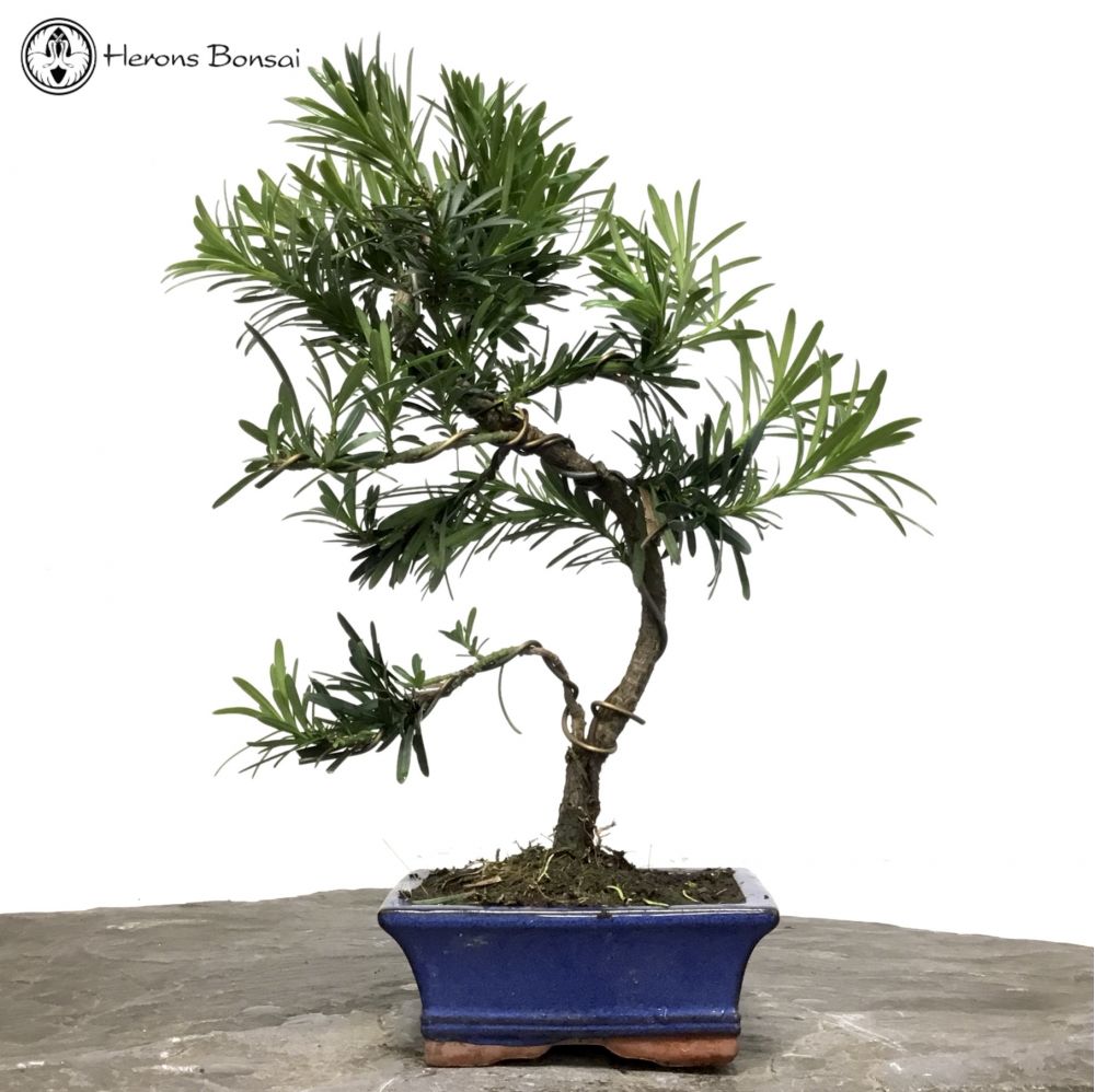 Outdoor/Indoor Podocarpus Bonsai Bonsai | Buddhist P
