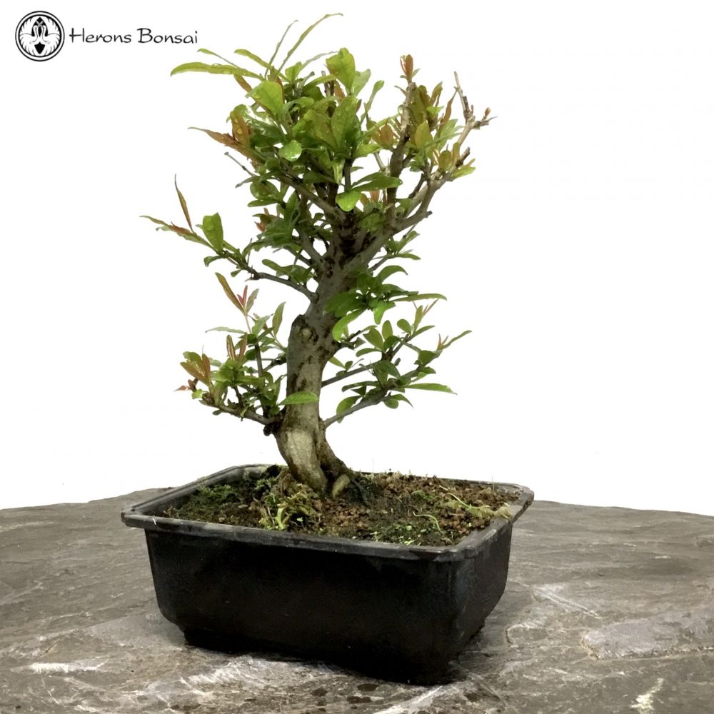 Small Punica granatum (Pomegranate) | Bonsai Tree