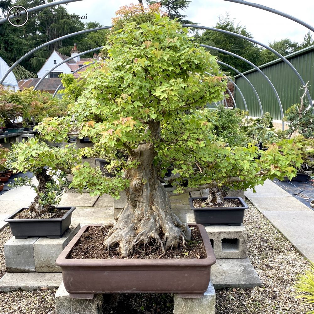 Large Trident Maple | Specimen Bonsai | COLLECTION ONLY