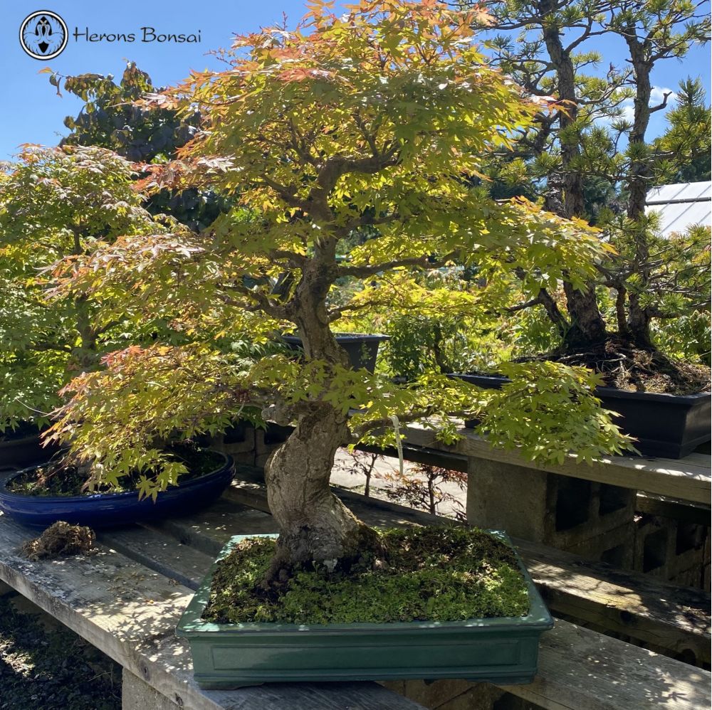 Maple Specimen Bonsai Tree | COLLECTION ONLY