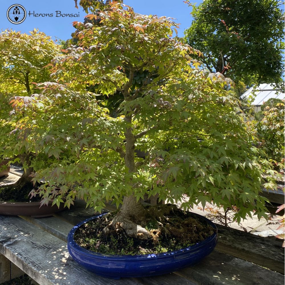 Maple Specimen Bonsai Tree | COLLECTION ONLY