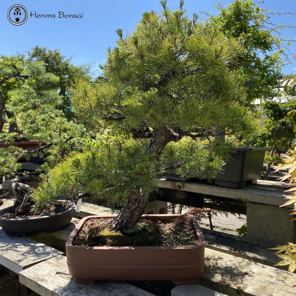 Large White Pine Specimen Bonsai | COLLECTION ONLY