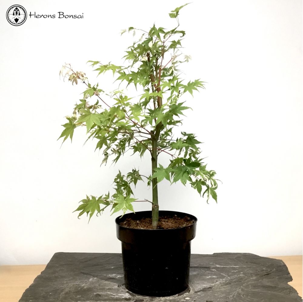 Acer palmatum 'Oridono-nishiki' Starter Material
