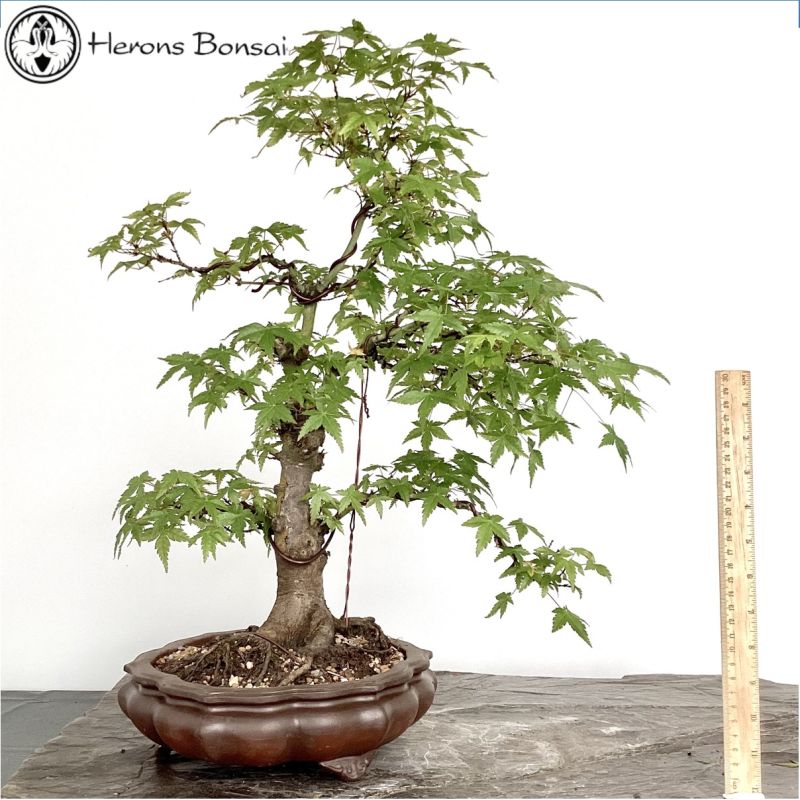 Acer Palmatum 'Mountain Maple' Bonsai Tree