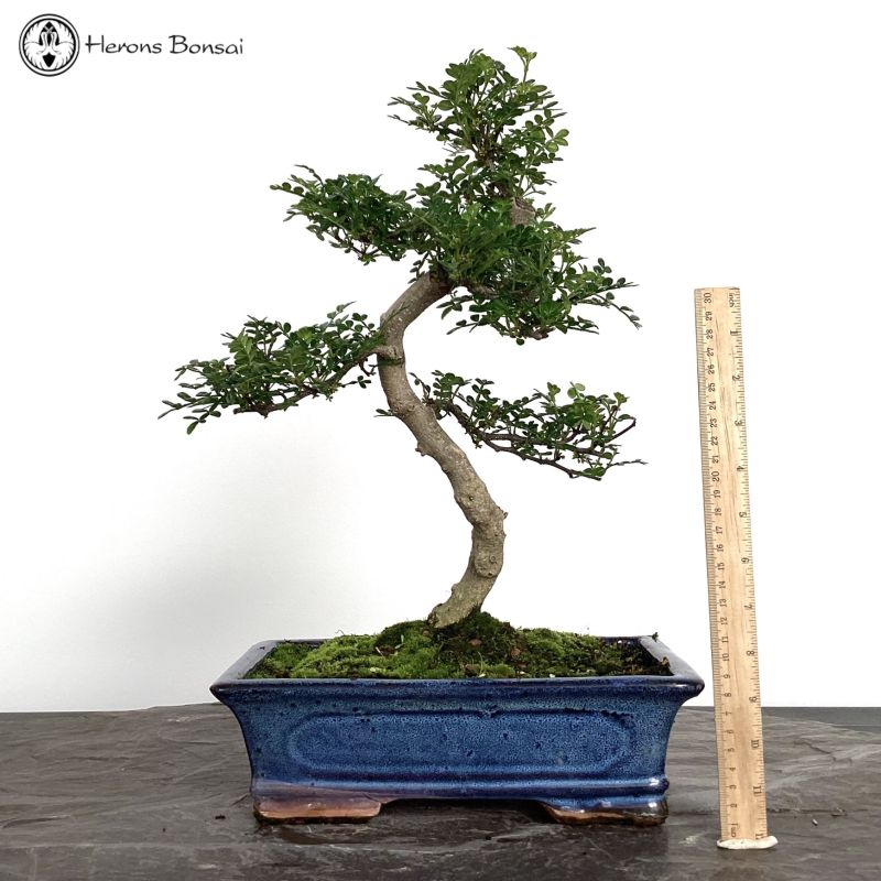 Pepper Bonsai Tree | S-Shape 