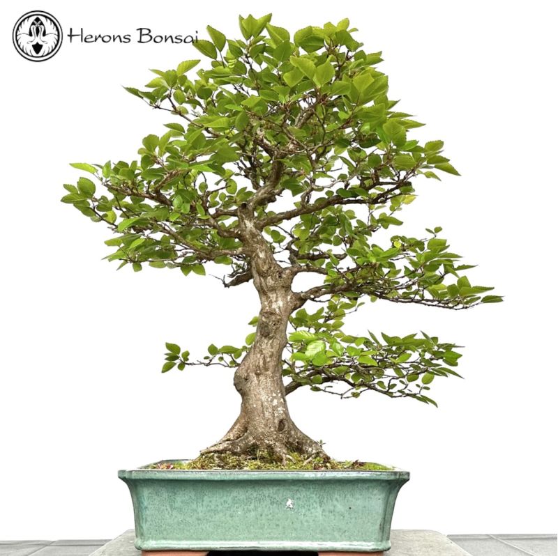 Outdoor Carpinus turczaninowii - Korean Hornbeam Bonsai Tree | Collection Only