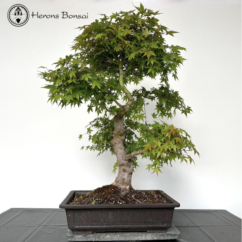 Acer Palmatum 'Mountain Maple' Bonsai Tree | Large | COLLECT FROM HERONS
