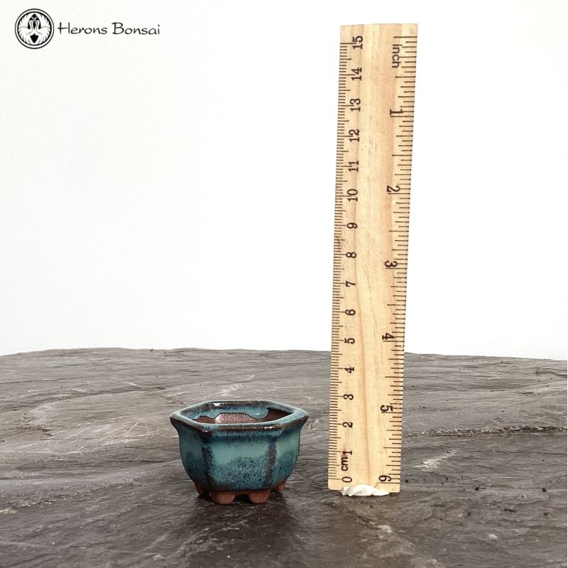 Mame (Miniature) Bonsai Pot (4.5cm) | Blue Hexagon 