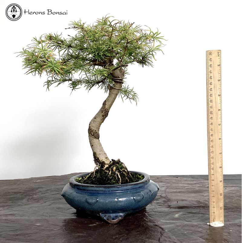Chinese Larch Bonsai Tree