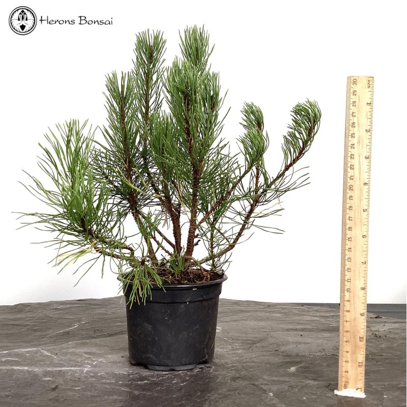 Mugo Pine Starter Tree Material 