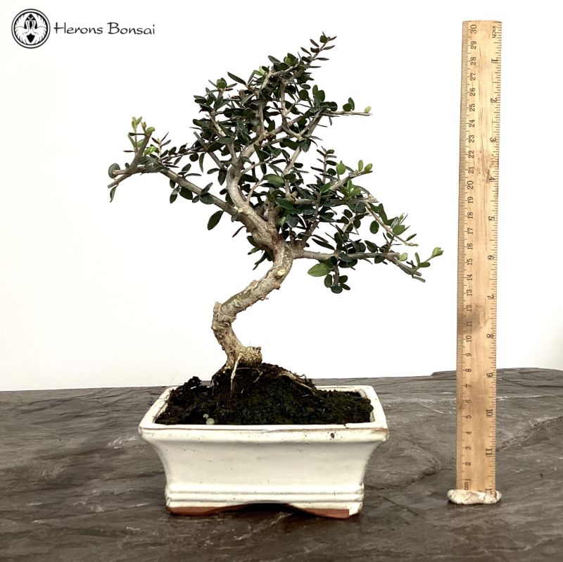Olea Europa Sylvestris 'Olive' Bonsai Tree
