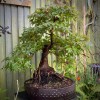 Mountain Maple Bonsai Tree 